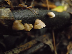 Schizophyllum amplum
