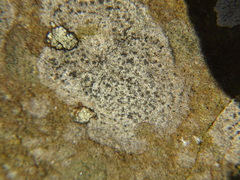 Rhizocarpon reductum