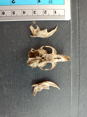 Arvicola italicus