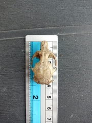 Arvicola italicus
