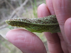 Puccinia carthami