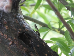 Neriidae