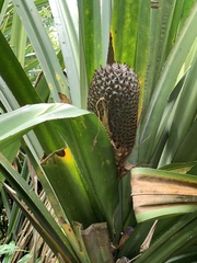 Pandanus atrocarpus