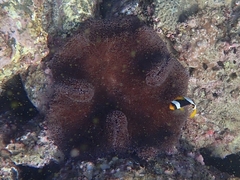 Stichodactyla mertensii