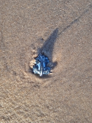 Glaucus atlanticus