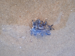 Glaucus atlanticus