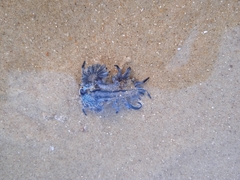 Glaucus atlanticus