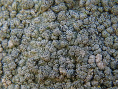 Pertusaria pertusa
