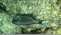 Acanthurus sohal