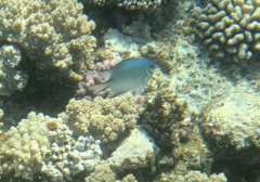 Amblyglyphidodon indicus