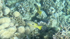 Lutjanus ehrenbergii