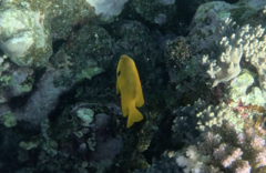 Pomacentrus sulfureus