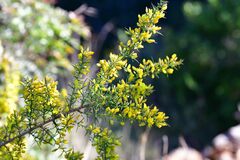 Ulex parviflorus