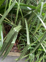 Pandanus atrocarpus