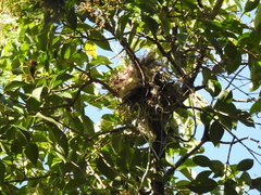 Pachyramphus polychopterus