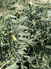 Karwinskia humboldtiana