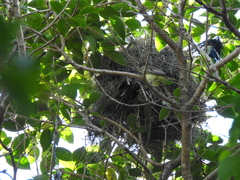 Pachyramphus polychopterus