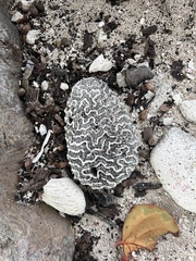 Pseudodiploria strigosa