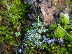Cladonia polydactyla