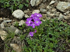 Primula hirsuta