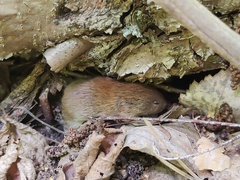 Clethrionomys glareolus