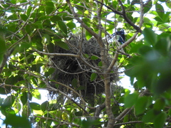 Pachyramphus polychopterus