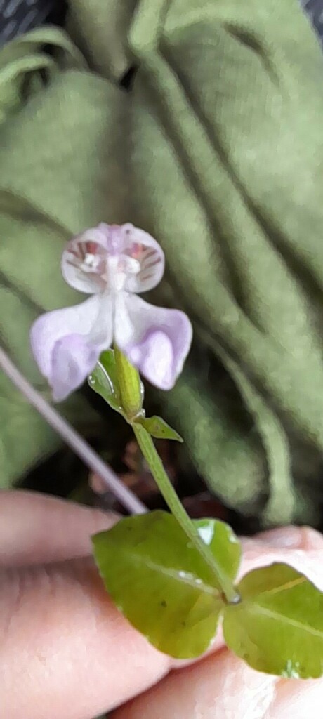 Disperis similis