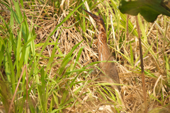 Ixobrychus flavicollis