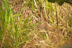 Ixobrychus flavicollis