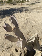 Caralluma