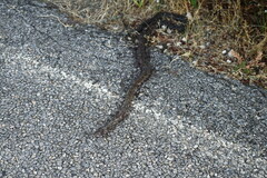 Pseudonaja inframacula