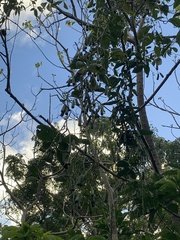 Neoalsomitra clavigera