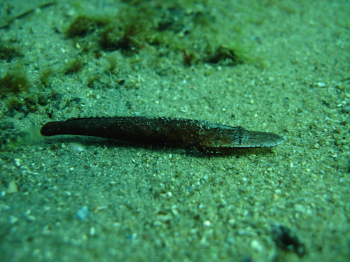 Longhead flathead (Leviprora inops) — Platycephalidae