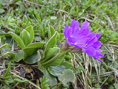 Primula clusiana