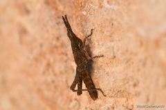 Pyrgomorpha conica