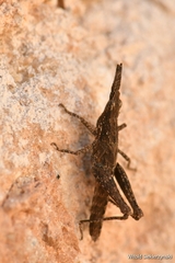 Pyrgomorpha conica