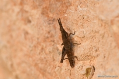 Pyrgomorpha conica