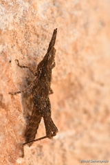 Pyrgomorpha conica