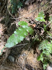 Stegnogramma wilfordii