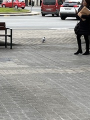 Columba livia domestica