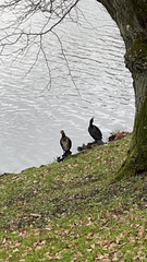 Phalacrocorax carbo