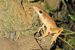 Clinotarsus alticola