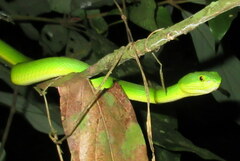 Trimeresurus erythrurus