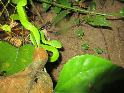 Photo of a Bamboo Pitviper (Trimeresurus erythrurus)