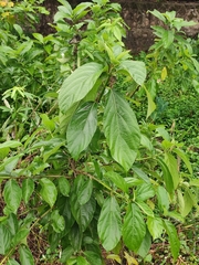 Ficus hispida
