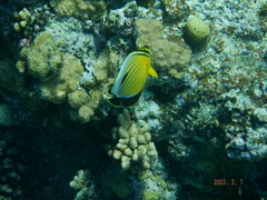 Chaetodon austriacus