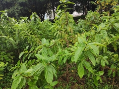 Ficus hispida