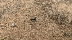 Araneae