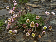 Ranunculus glacialis