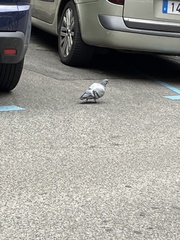 Columba livia domestica